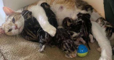 Birmingham facing 'cat crisis' as charity overrun
